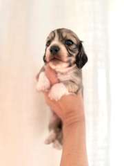 Cream mini dachshund puppies! 