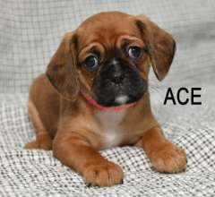 Pugalier Puppy