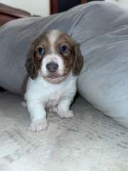 Devine Dilute Miniature Dachshunds 