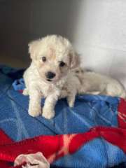 Bichon Frise purebred puppies