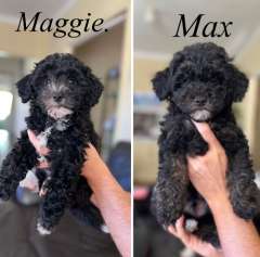 Toy Poodle/Bichon X Boy &amp; Girl, 10 weeks old ❤️🐾