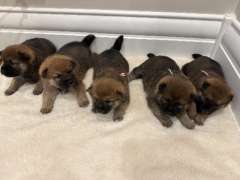 Purebred Shiba Inu Puppies Champion Bloodline - Melbourne