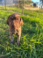 purebred German Shorthair Pointer