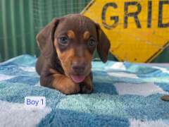 Dachshud Puppies For Sale