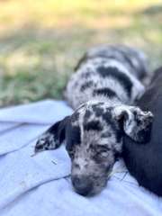 💛⭐️💛  DOLLIE DACHSHUNDS 💛⭐️💛