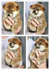 PEDIGREE SHIBA INU PUPPIES