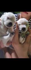 Beautiful westie puppies nearly ready for their new families