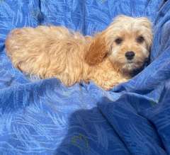 3 male Cavoodle pups (Poodle, Cavalier King Charles Spaniel)